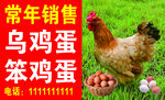 乌鸡蛋笨鸡蛋