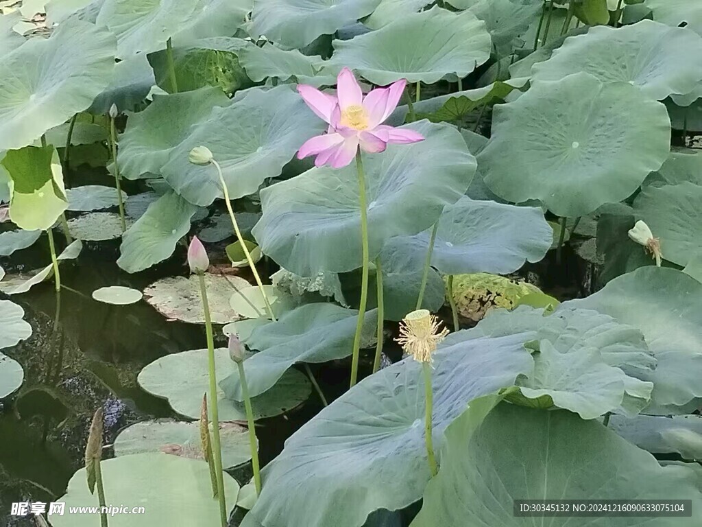 荷花