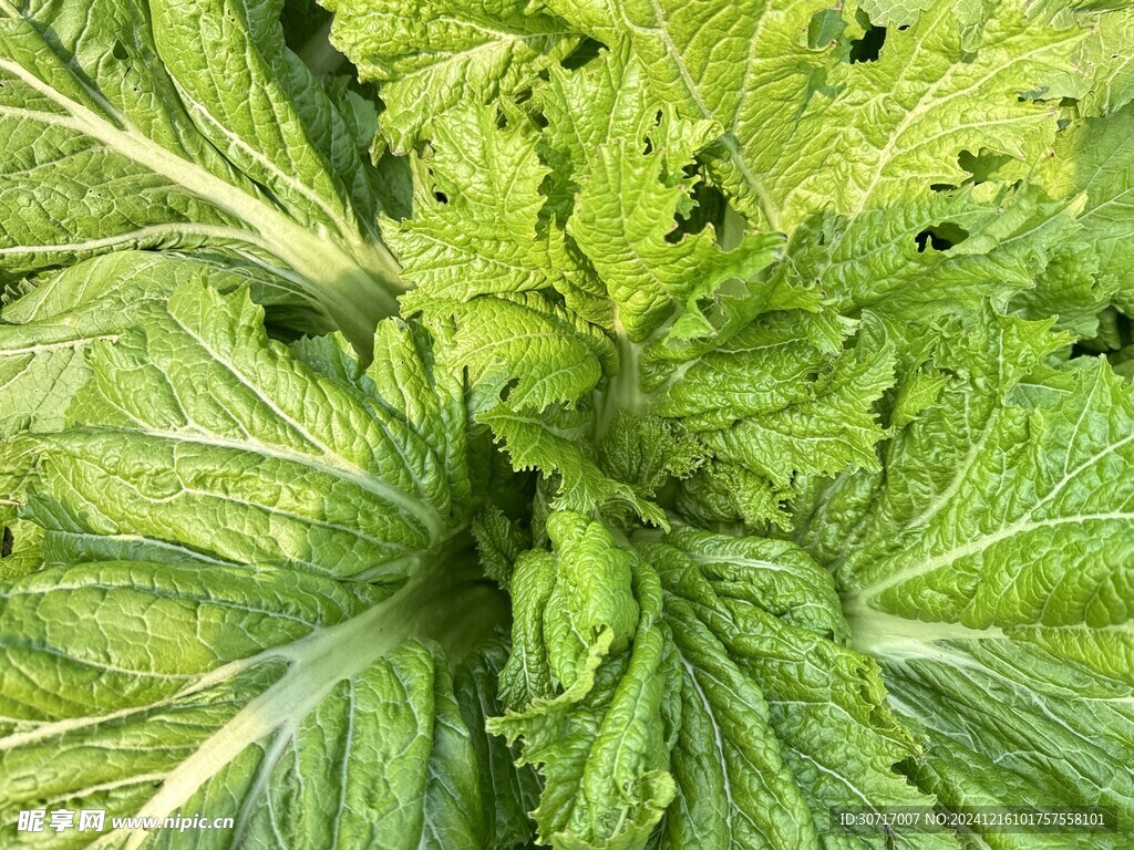 青菜