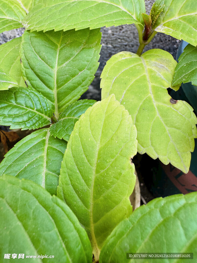 绣球花的叶子