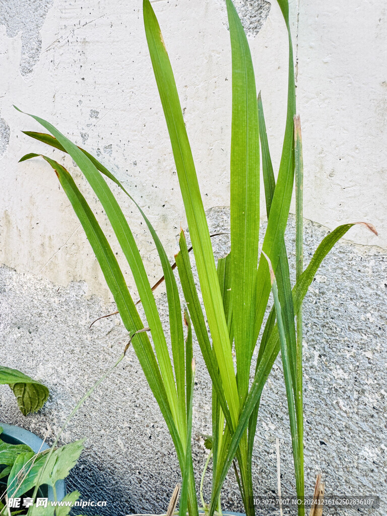 水稻叶