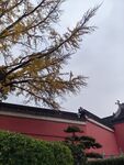 银杏 