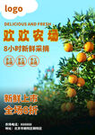 水果海报