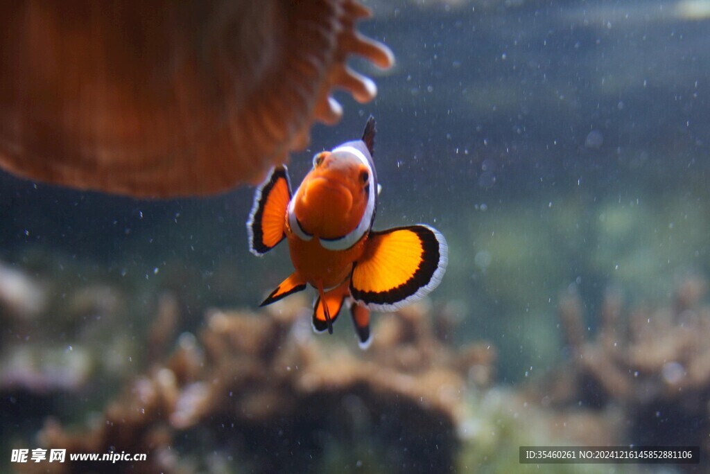 海底生物