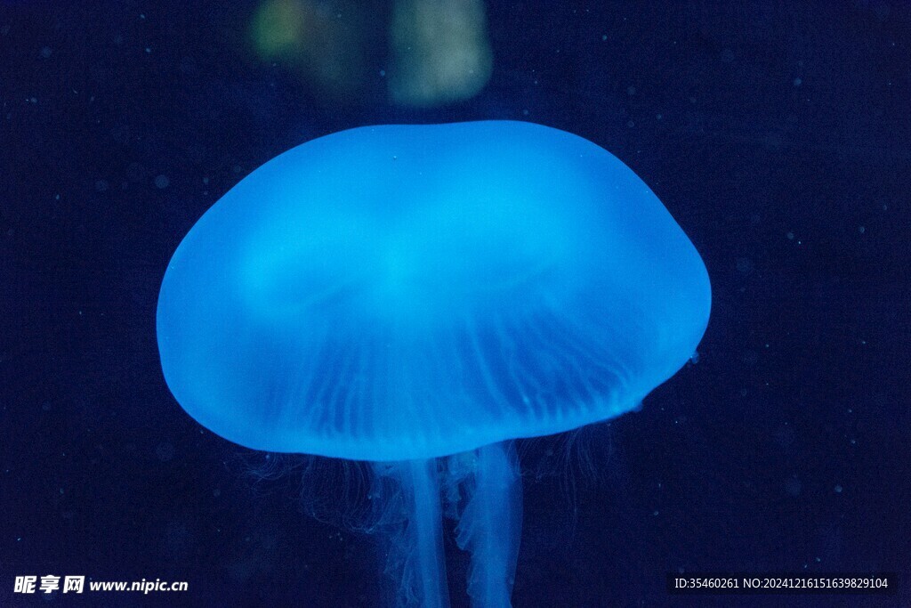 水母
