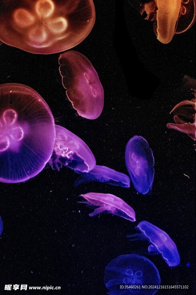 海洋