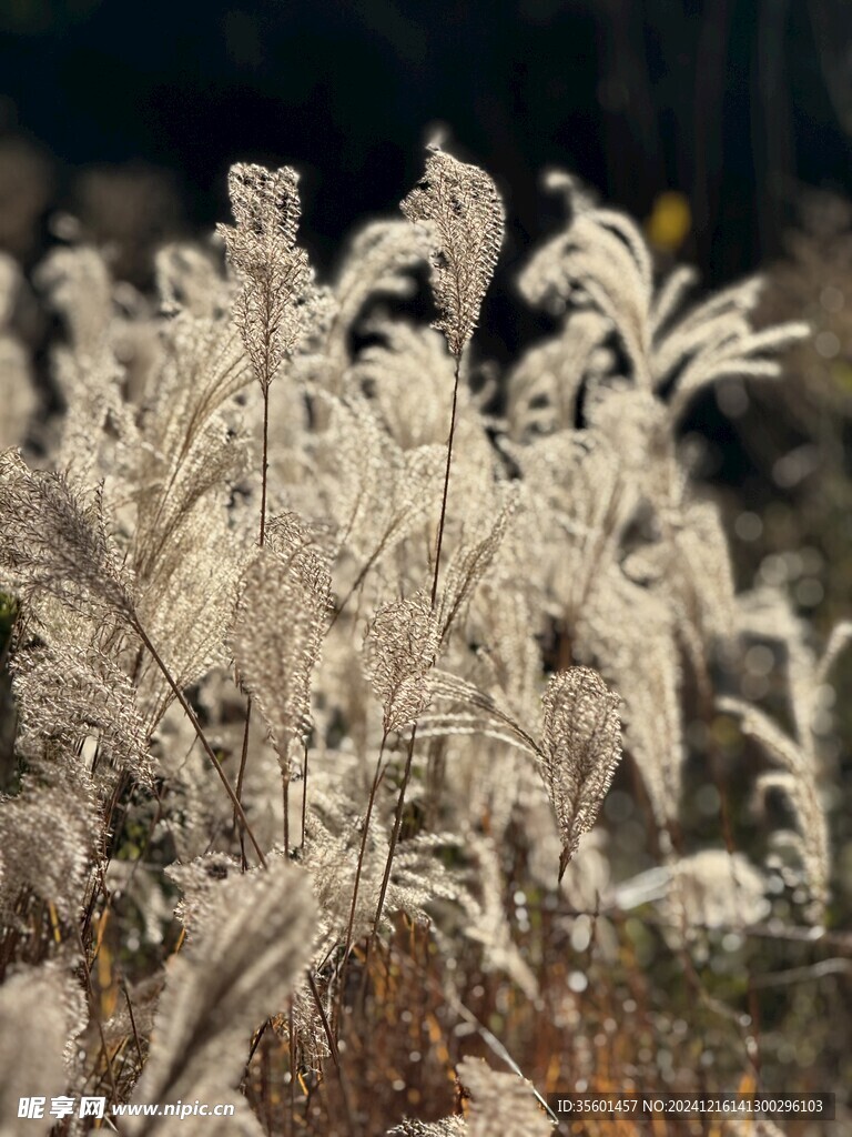 芦苇