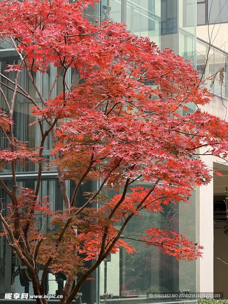 红叶