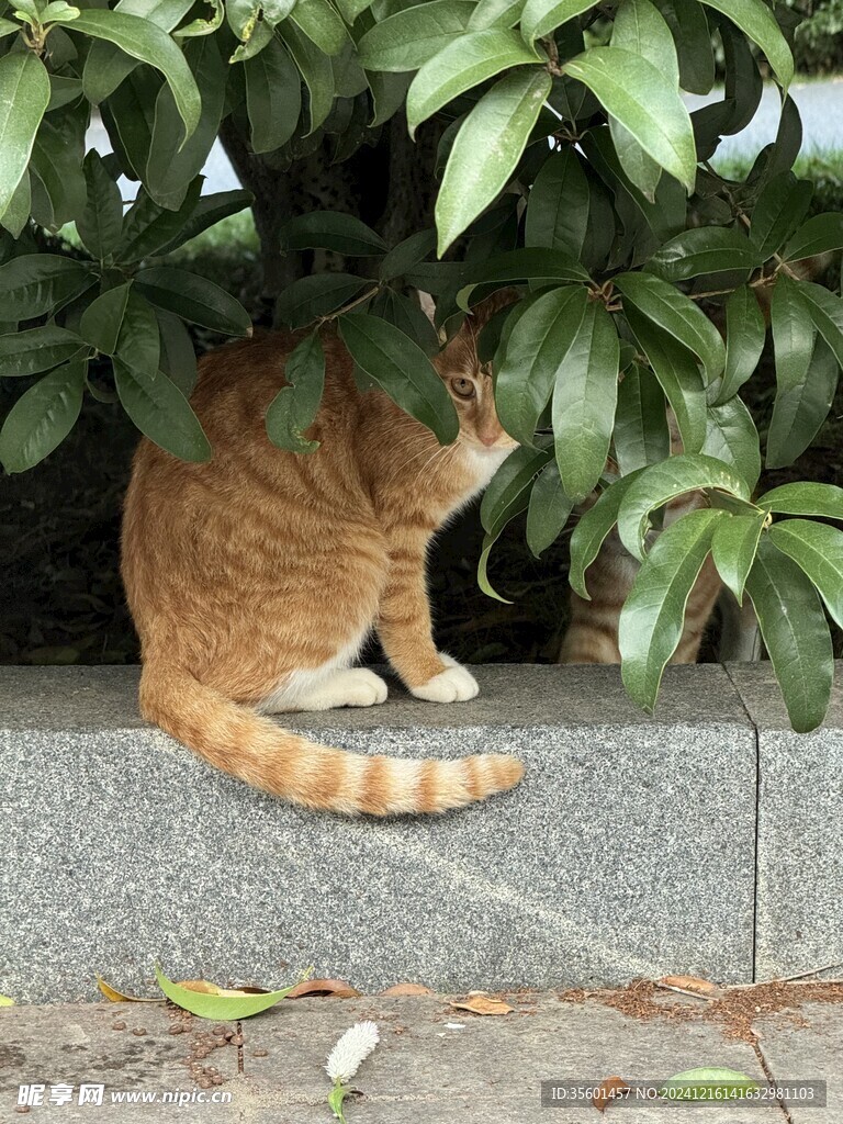 猫咪