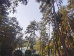 美丽松树林