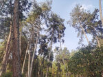 漂亮松树