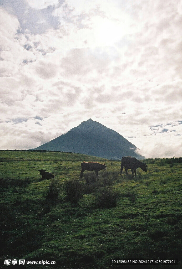 草原草场