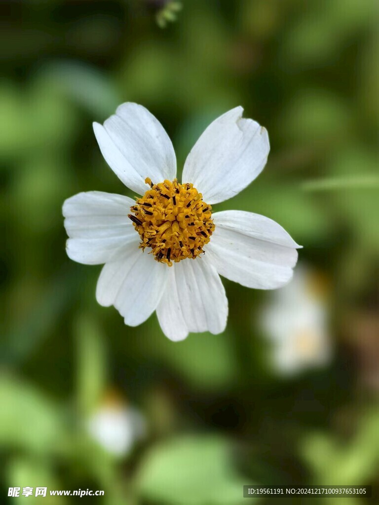 花摄影