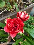 朱顶红 樱桃尼芙 花摄影