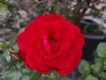 红色月季花