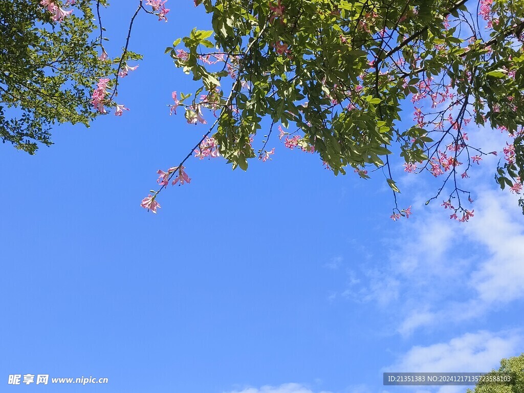 美丽异木棉