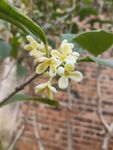 桂花