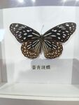 蔷青斑蝶