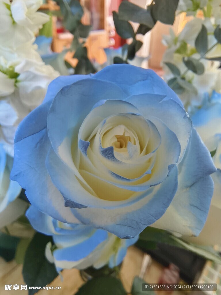 蓝玫瑰