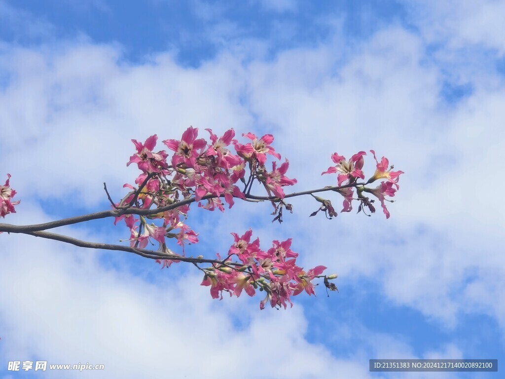 美人树