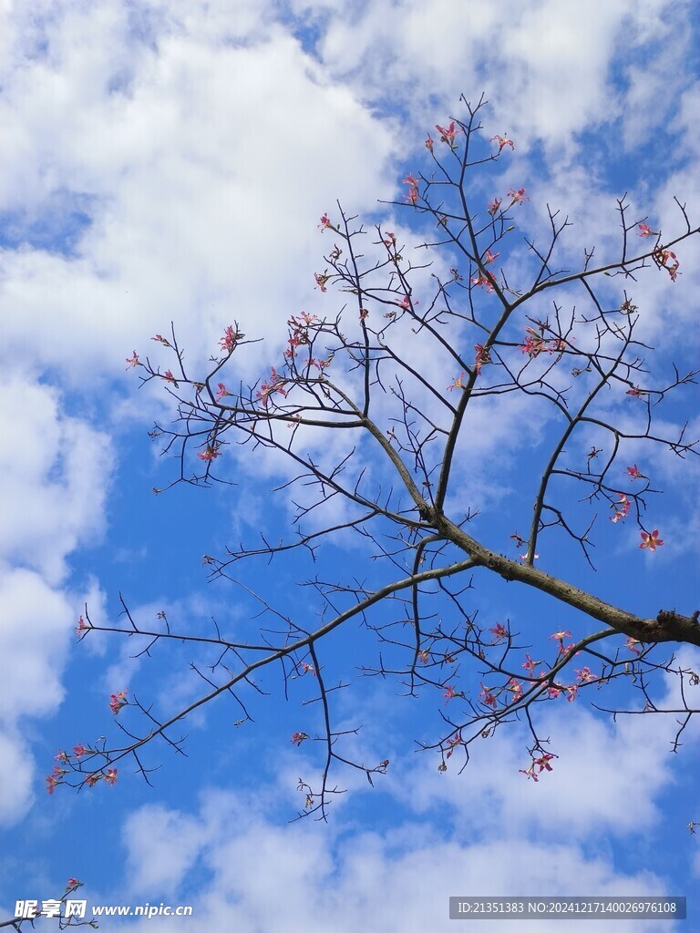 异木棉