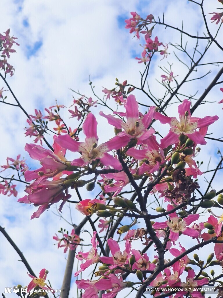 美丽异木棉