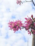 美丽异木棉