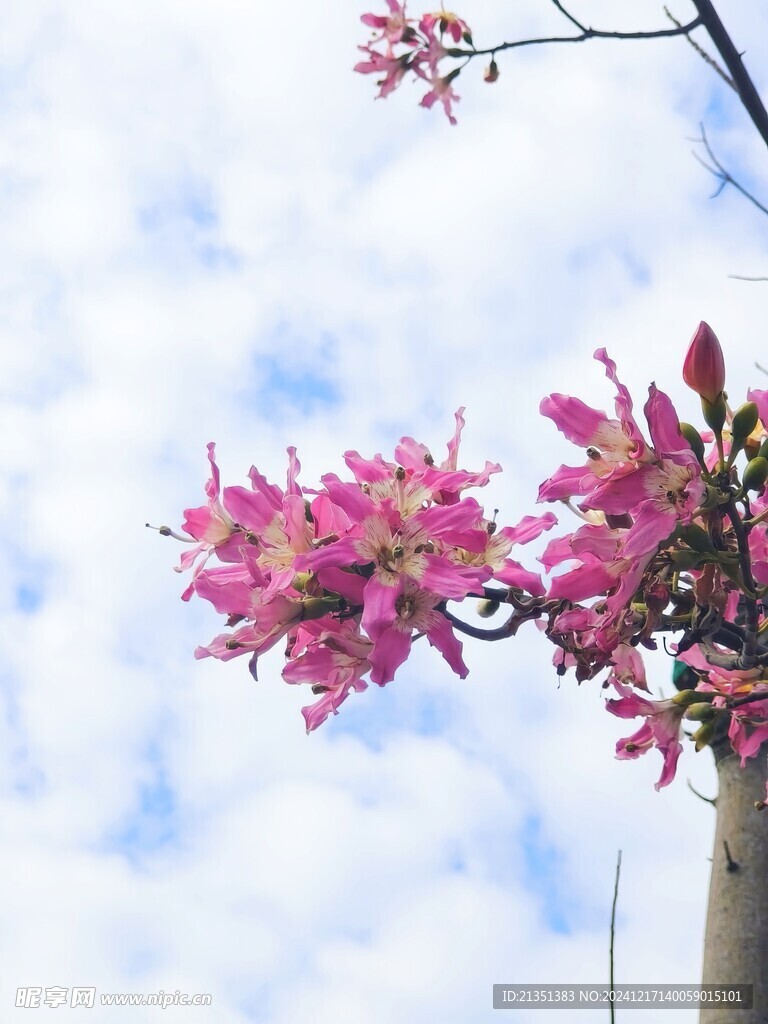 美丽异木棉