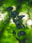 蝴蝶图片