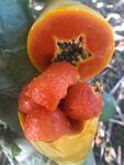 木瓜