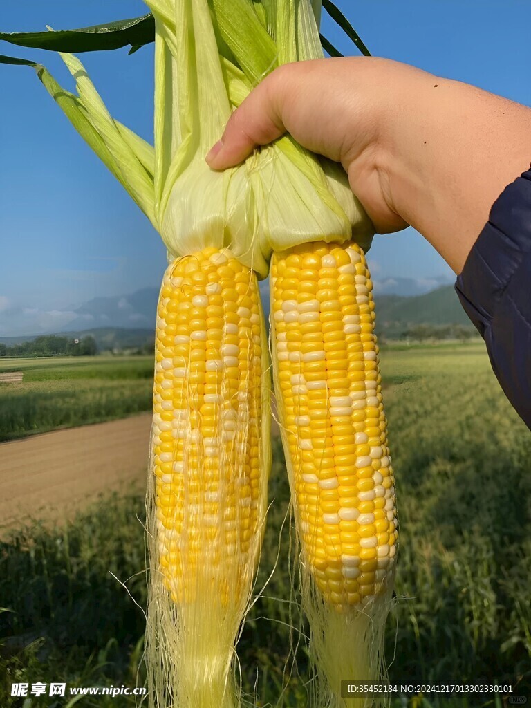 黄糯玉米