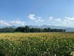 玉米栽培