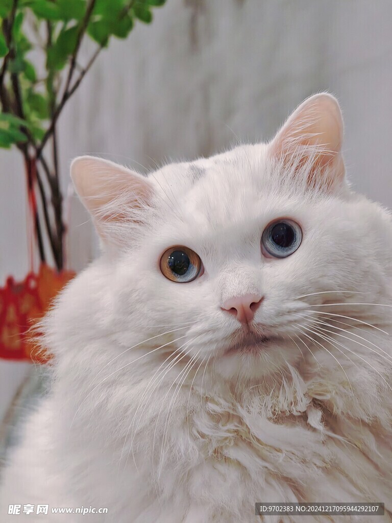 狮子猫