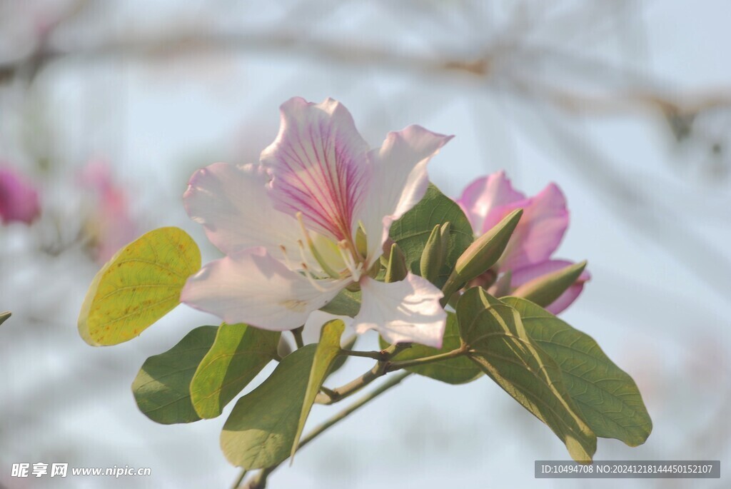 紫荆花