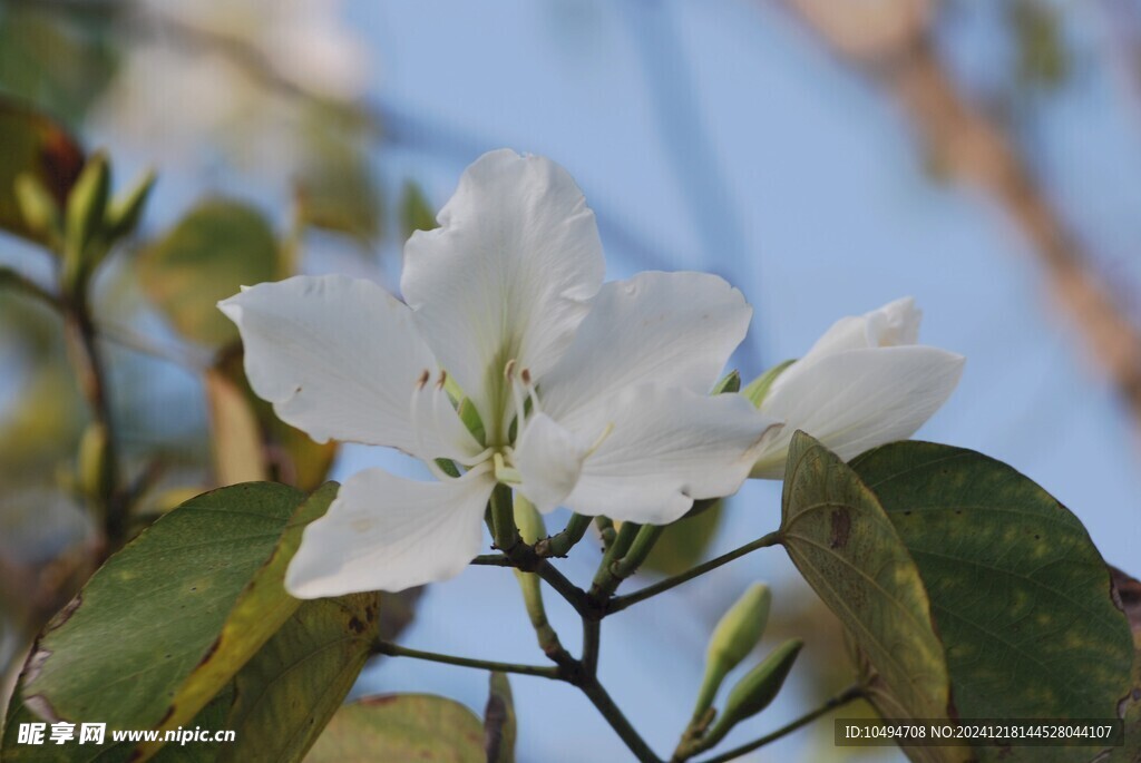 白花紫荆