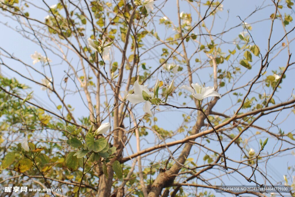 白花紫荆树