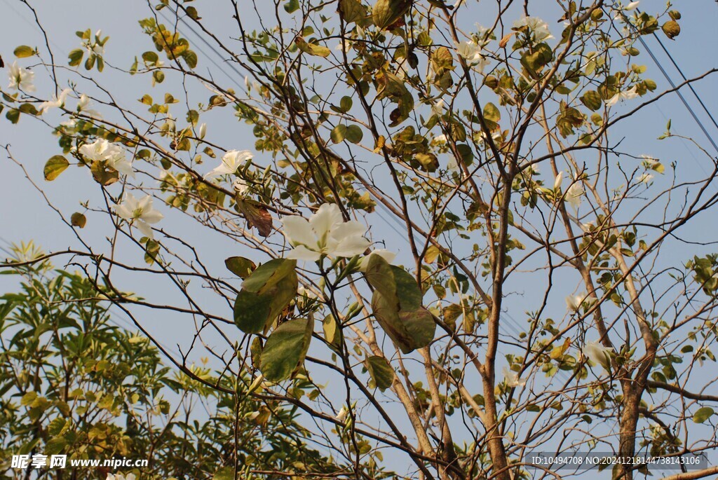 白花紫荆