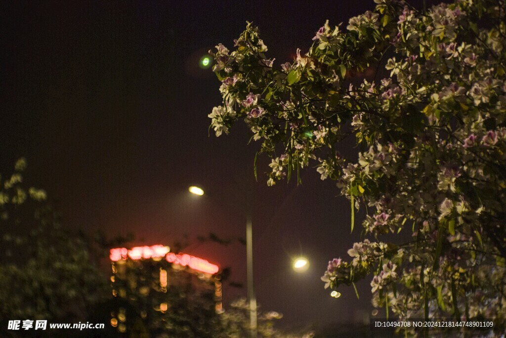 夜色紫荆树