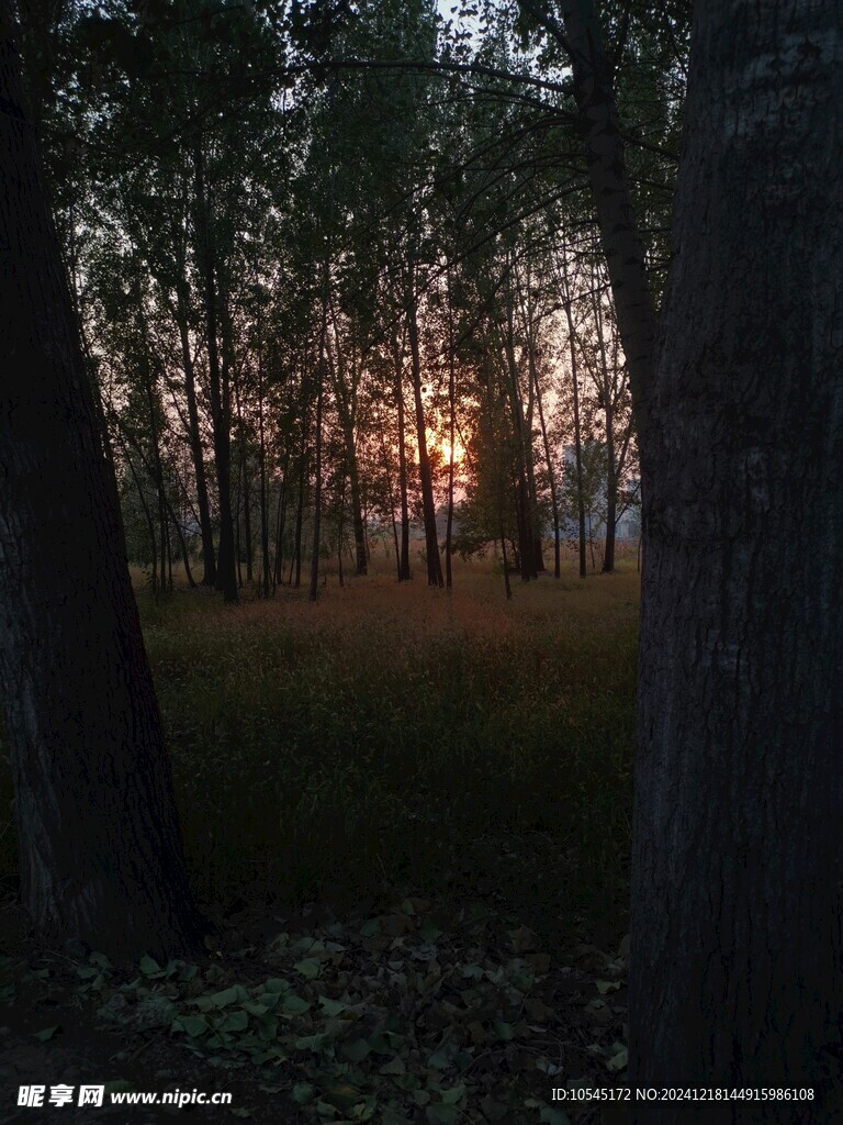 树林中有意境的日落