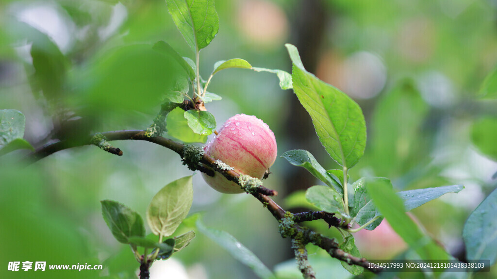 苹果