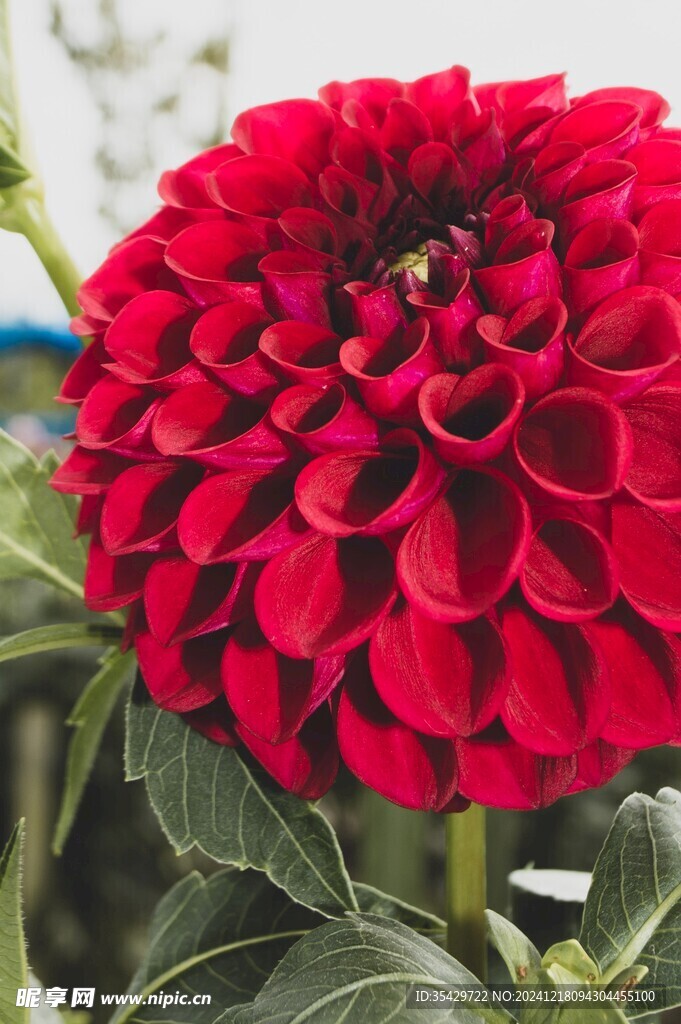 大丽花