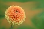 大丽花