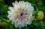 大丽花