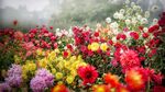 花园里的花