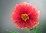 大丽花