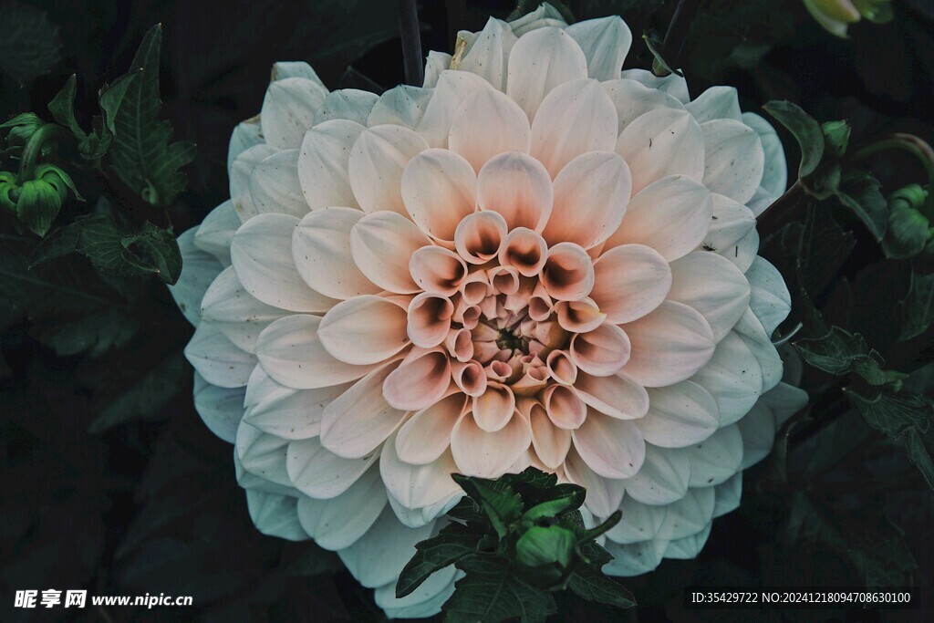 大丽花