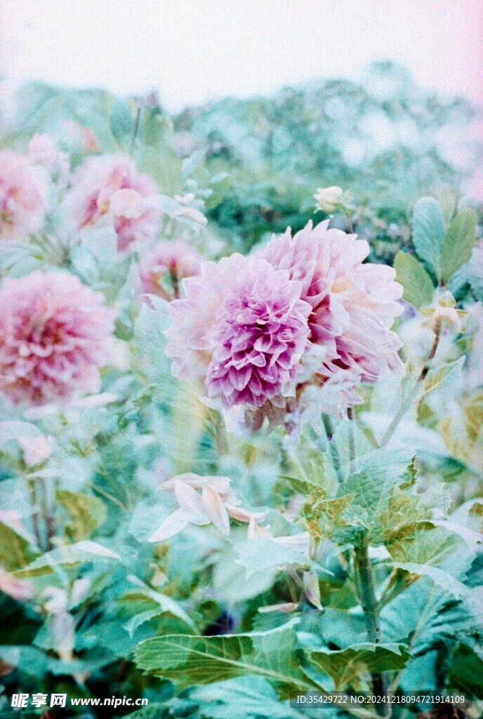 大丽花