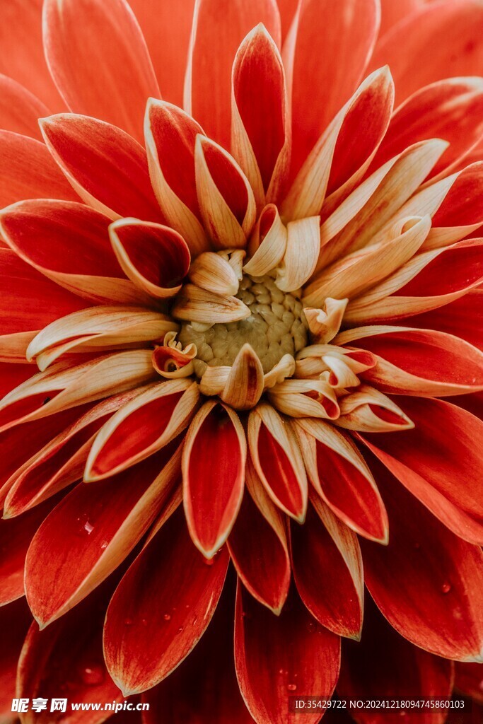 大丽花