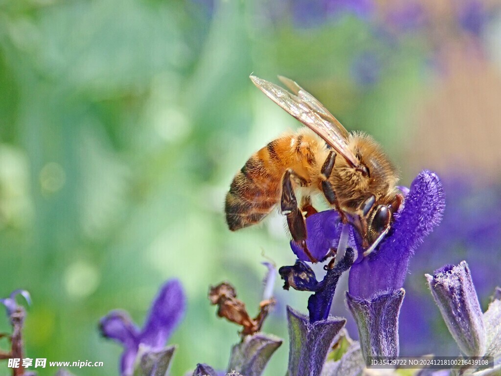 蜜蜂