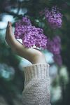 丁香花